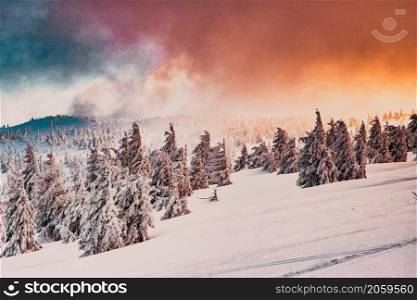 amazing winter wonderland landscape with snowy fir trees