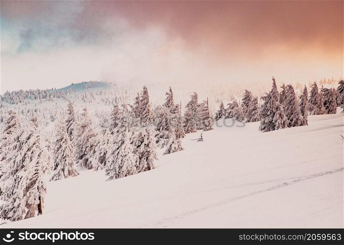 amazing winter wonderland landscape with snowy fir trees