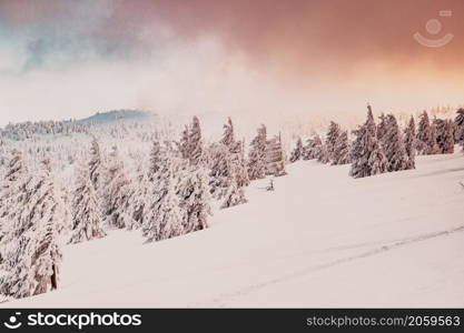 amazing winter wonderland landscape with snowy fir trees