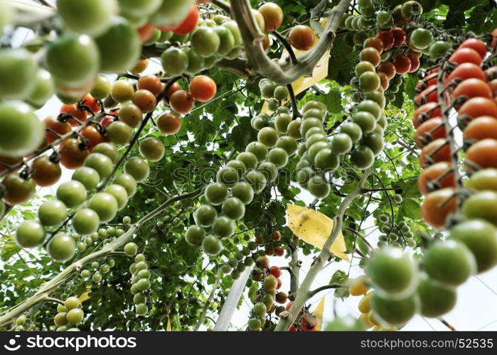 Amazing with productivity of organic agriculture product from tomato cherry plant at Dalat, Vietnam