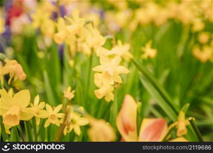 amazing yellow daffodils flower field morning sunlight