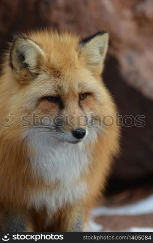 Amazingly gorgeous red fox up close and personal.
