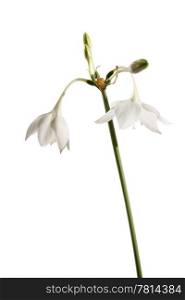 Amazon lily flower on the white background (Eucharis grandiflora)