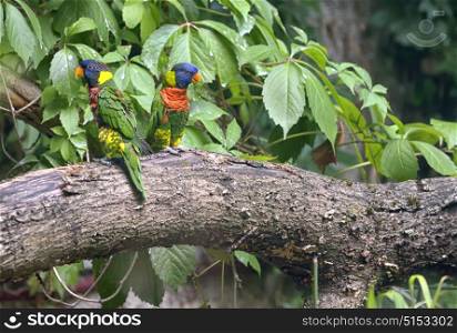 Amazon Parrot (Amazona aestiva) on tree brunch