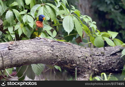 Amazon Parrot (Amazona aestiva) on tree brunch