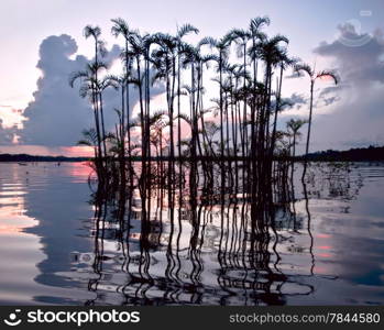 Amazonian rainforest. Laguna Grande, National Park Cuyabeno. Ecuador