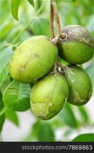 Ambarella fruits on the tree. Ambarella is an equatorial or tropical tree, with edible fruit containing a fibrous pit