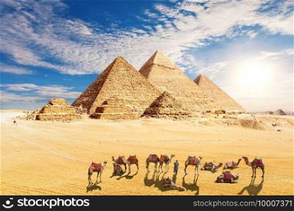  amel caravan resting near the Pyramids of Egypt in the desert, Giza..  amel caravan resting near the Pyramids of Egypt in the desert, Giza
