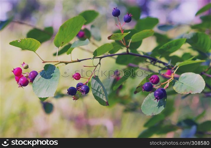 Amelanchier berries - Shadberry - on a branch of the bush closeup at summer day. Selective focus.. Shadberry Bush At Summer Day