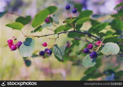 Amelanchier berries - Shadberry - on a branch of the bush closeup at summer day. Selective focus.. Shadberry Bush At Summer Day