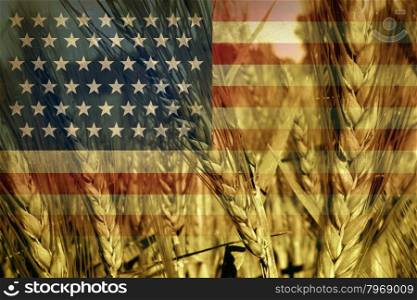 American agriculture concept and farming in the USA with the flag of America on a growing wheat grain field ready for harvest as a symbol of food production and commodity trading from industrial and family farms.