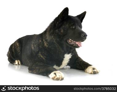 american akita in front of white background