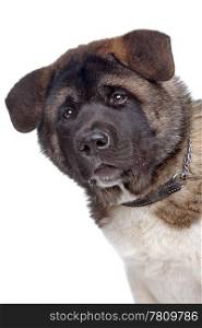American Akita puppy. American Akita puppy dog in front of a white background