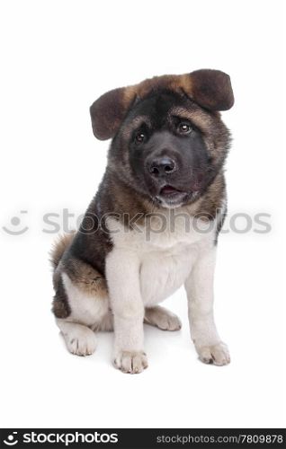 American Akita puppy. American Akita puppy dog in front of a white background