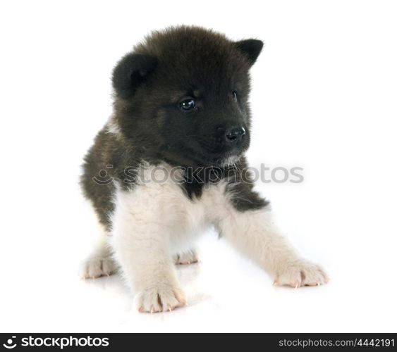 american akita puppy in front of white background