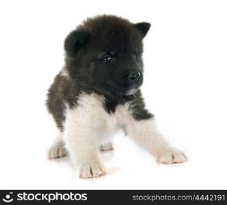 american akita puppy in front of white background