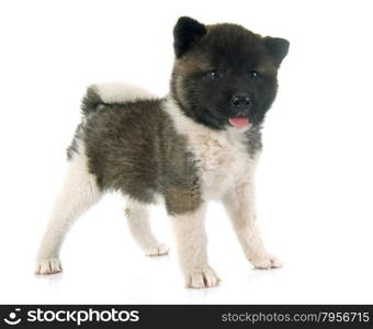 american akita puppy in front of white background