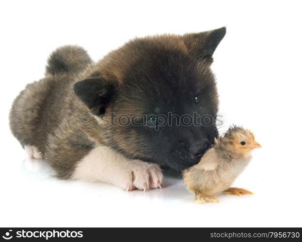 american akita puppy in front of white background