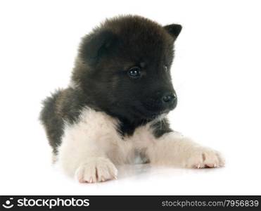 american akita puppy in front of white background