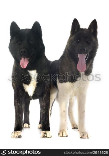 american akitas in front of white background