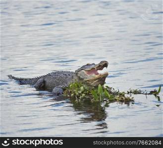 American Alligator Basking in a lake with its Mouth Open