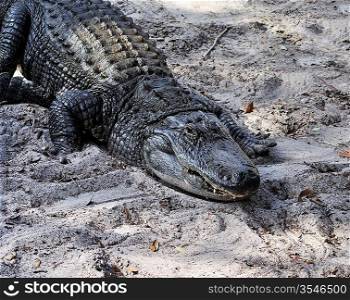 American Alligator Basking In The Sun