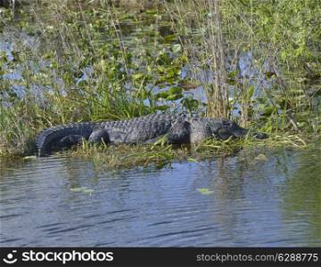 American Alligator Basking in the Sun