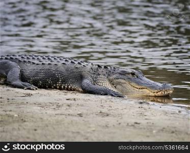 American Alligator Resting Near River