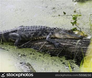 American Alligator Resting On A Log