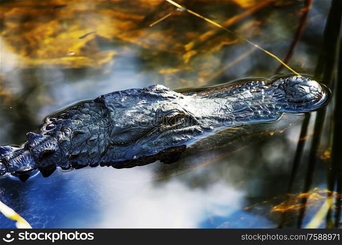 American Alligator Swimming in Everglades with colorful reflection in water wild nature national park