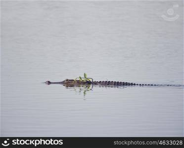 American Alligator swims in Florida lake