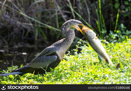 American Anhinga ,Everglades National Park, Florida