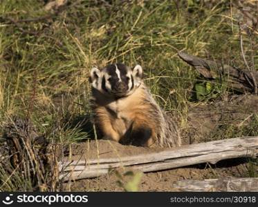 American badger near burrow with sticks and logs