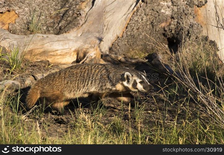 American badger under tree hollow