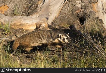 American badger under tree hollow