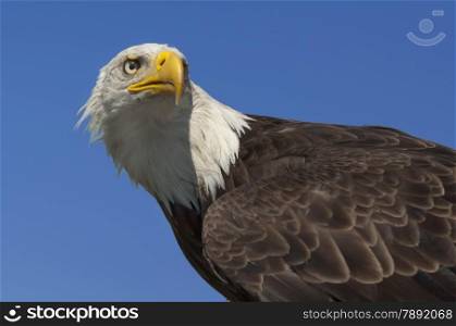 American bald eagle against a blue sky
