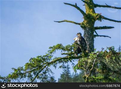 american bald eagle and its baby sitting on tree branch
