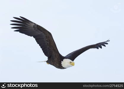 American Bald Eagle in flight with wings spread wide with blue sky background. Alaskan Bald Eagle