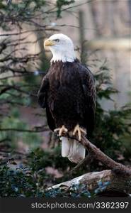 American Bald Eagle with strong claws sitting on branch looking to the left