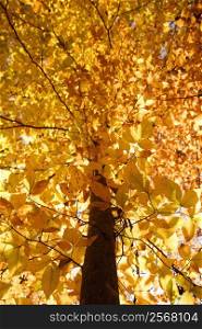 American Beech tree branches covered with yellow Fall leaves.