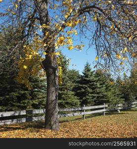 American Beech tree in Fall color in fenced in pasture.