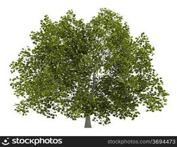 american beech tree isolated on white background
