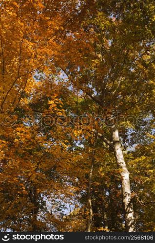 American Beech trees exhbiting full Fall colors.