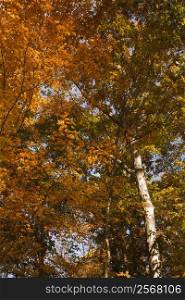 American Beech trees exhbiting full Fall colors.