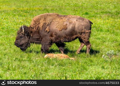 American bison family in Yellowstone National Park, Wyoming, USA