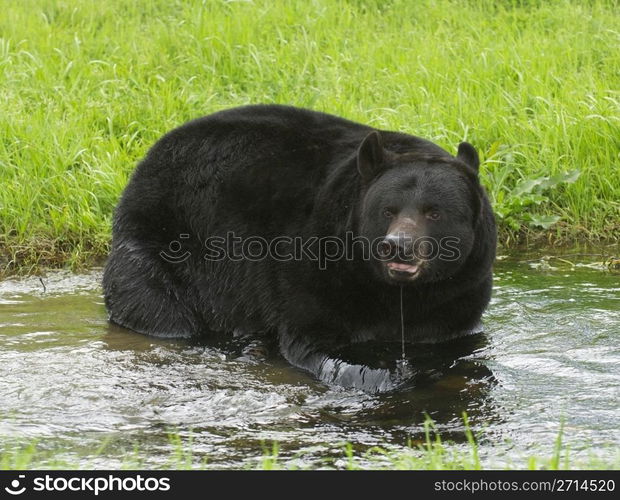 American Black Bear in water with grass background. American Black Bear