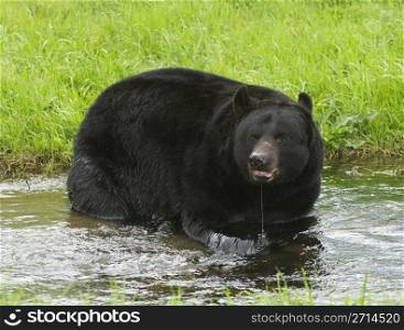 American Black Bear in water with grass background. American Black Bear