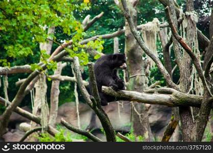 American black bear on a tree.