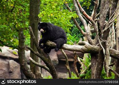 American black bear on a tree.