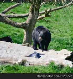 American Black Bear Ursus Americanus in forest clearing landscap. American Black Bear Ursus Americanus in lush forest landscape setting